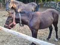 Kobyła, Konie — zdjęcie 6