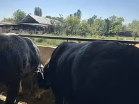 گاو نر, Swiss cattle — عکس 2