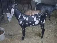 Kozel, Beetal goats — foto 3