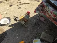 Chickens — عکس 2