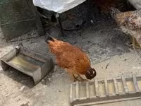 Chickens — 4-сурет