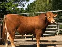 Stier, Limousin koe — foto 7