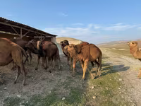 شتر نر, شتر — عکس 1