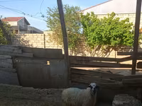 قوچ, گوسفند — عکس 1