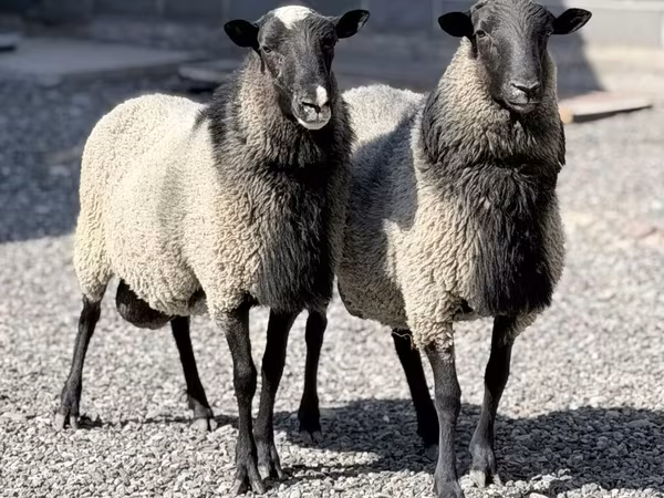 Beran, Romanov sheep