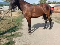 Toychoq, Hungarian horse breed — 4-rasm