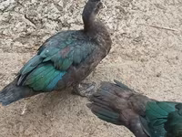Muscovy domestica — foto 2