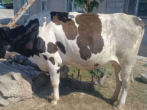 گاو ماده, Russian Black pied cattle
