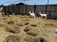 Koza, Saanen goat — zdjęcie 3