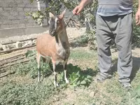 Capra, Alpine goat — foto 2