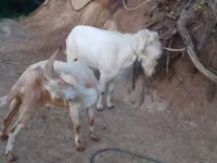 숫염소, Saanen goat — 사진 5