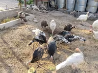 Turkeys — foto 2