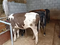 Lembu betina, Russian Black pied cattle — foto 1