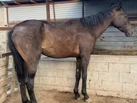 اسب نر, Arabian horse — عکس 2