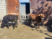 Lembu jantan, Cattle — foto 2