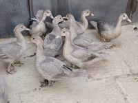 Ducks — foto 5