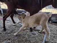 Koza, Nubian Goat — foto 4
