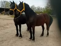 Hengst, Friesian — Foto 6