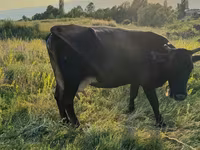 Mucca, Bovini — foto 4