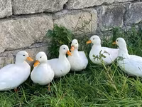 Ducks — 사진 2