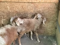Domba jantan, Hissar sheep — foto 5