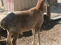 میش, گوسفند — عکس 4