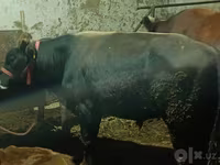 ثور, الماشية — الصورة 2