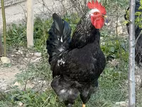 Chickens — عکس 2