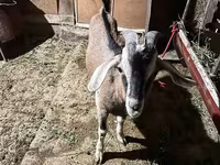 Billy Goat, Nubian Goat — photo 2