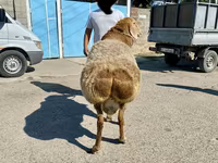 قوچ, Arashan sheep — عکس 5