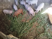 Boar, Pigs — photo 2