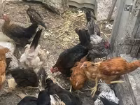 Chickens — Foto 3
