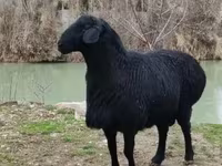 Montone, Hissar sheep — foto 1