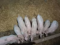 பெண் பன்றி — புகைப்படம் 2