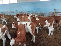 วัวตัวผู้, Simmental cattle — รูปภาพ 2
