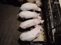 수퇘지, 돼지 — 사진 5
