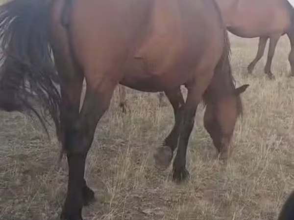 Mare, Horses