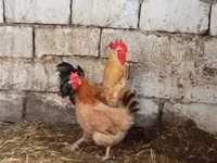 Chickens — ছবি 1