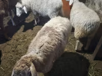 Ovan, Arashan sheep — fotografija 3