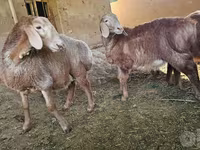 Beran, Arashan sheep — foto 3