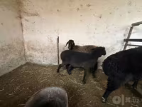 Ovce, Blackheaded Persian sheep — foto 6