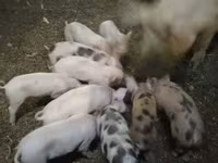 Schweine (Partie, Geschlecht nicht angegeben), Schweine — Foto 1