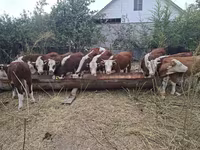 گاو ماده, گاو سفیدسر قزاقستانی — عکس 3