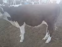 Bou, Simmental cattle — foto 4