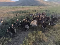 Turkeys — fotografija 6
