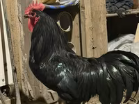 Chickens — foto 1