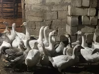 Geese — 사진 2