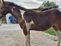 Cal, Hungarian horse breed — foto 4