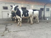 Lembu betina, Holstein breed — foto 3