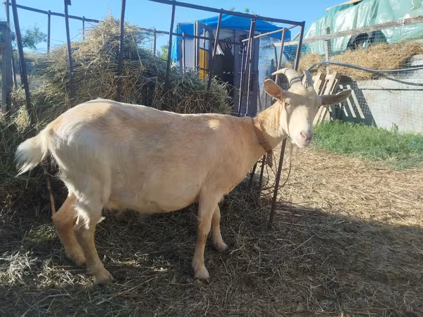 Koza, LaMancha goats — Mołdawia